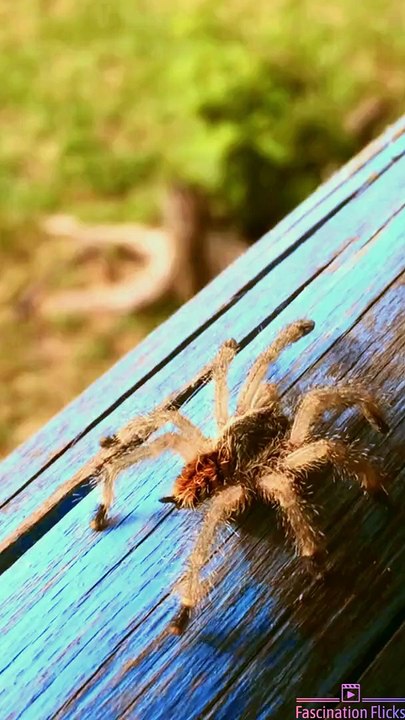 The Astonishing Defense Mechanisms of Tarantulas!