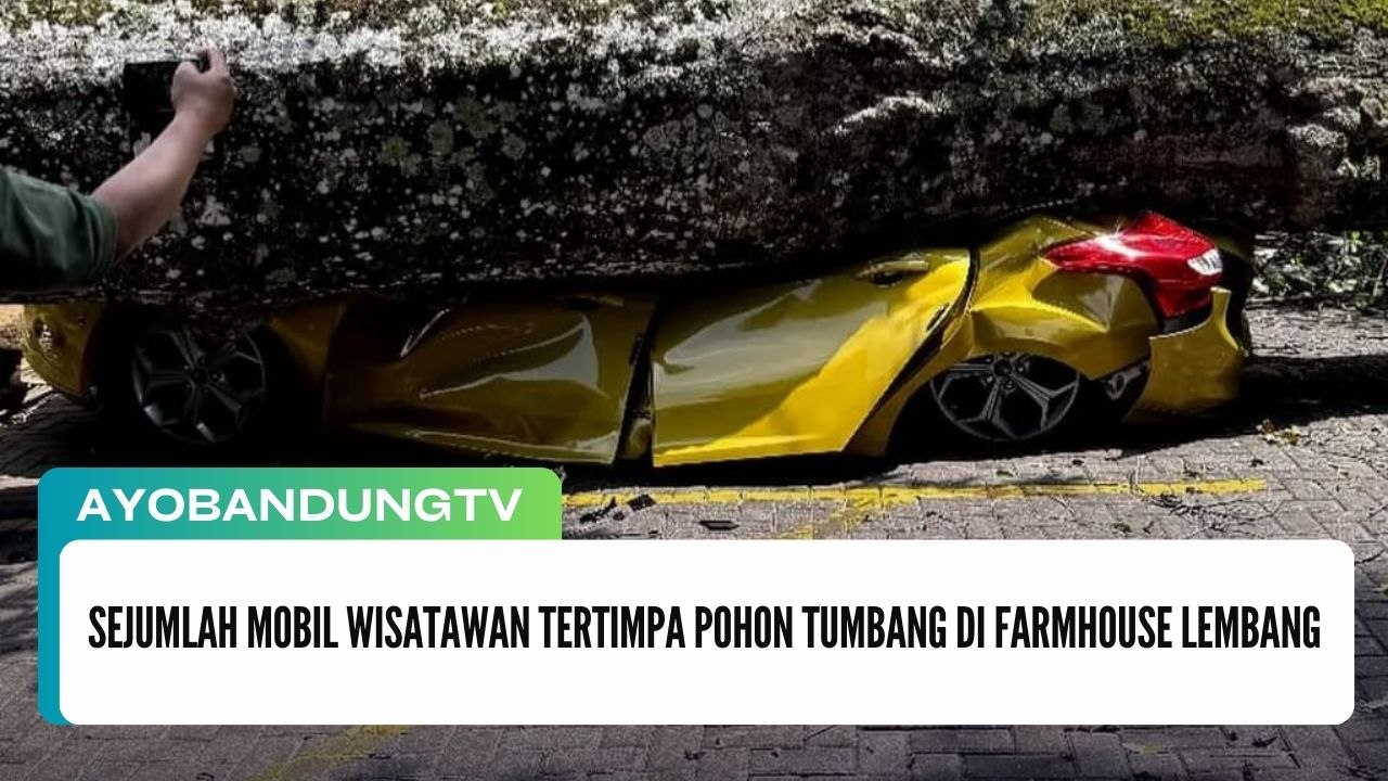 Sejumlah Mobil WIsatawan Tertimpa Pohon Tumbang di Farmhouse Lembang