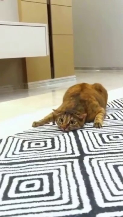 Funny Cat's
