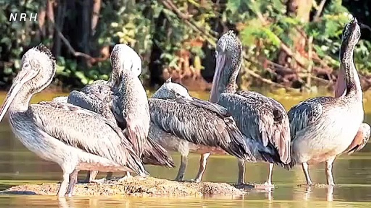 Beautiful bird relaxation video with chirping.