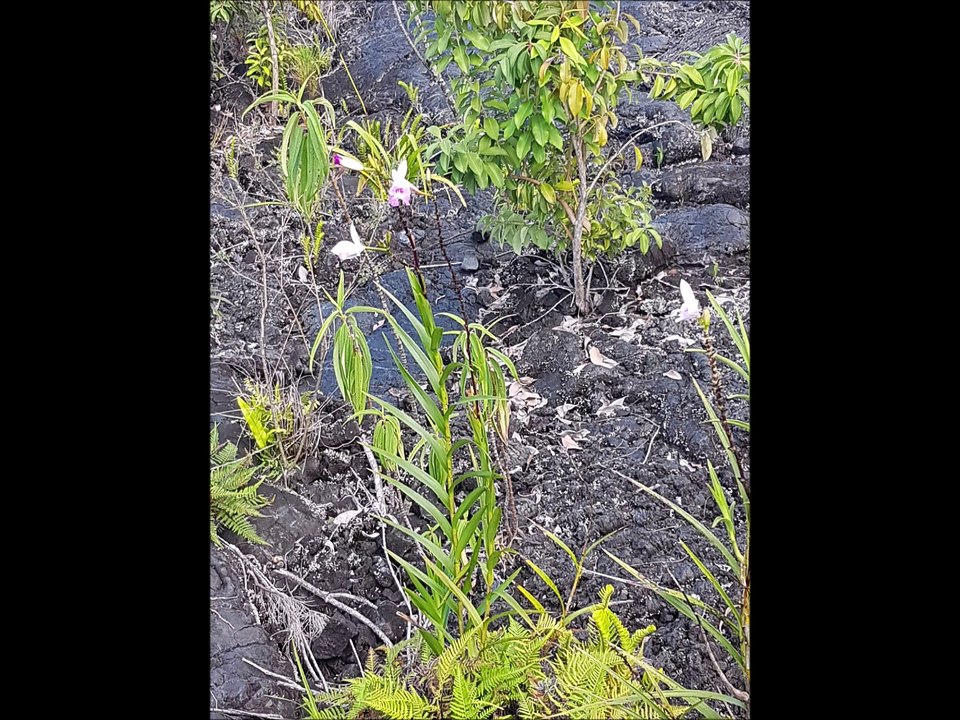 Roches volcaniques (La Réunion et Madère)