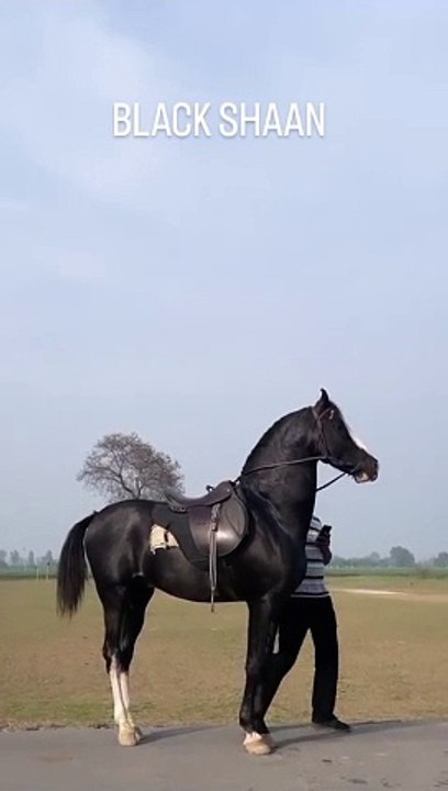 Horse lover's #plz_subscribe_my_channel