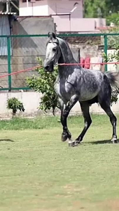 Horse lover's #plz_subscribe_my_channel