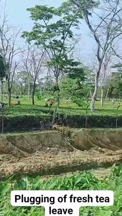 Tea Garden