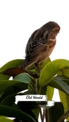 Old World House Sparrow