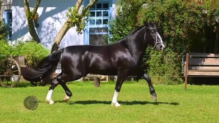 Confira a íntegra do programa Cavalos deste domingo (27)!