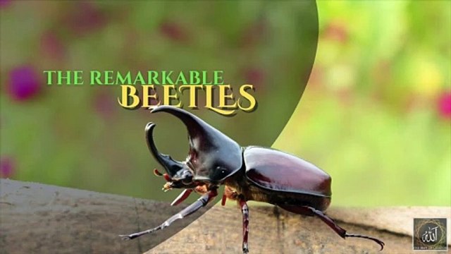 104 The Remarkable Beetles