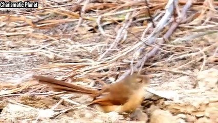 Tawny-flanked Prinia Up Close – Get Ready to Be Amazed!