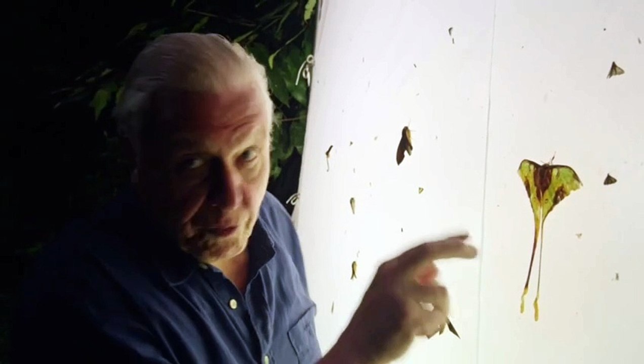 107 Moth's Nighttime Adaptations