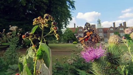 106 The Painted Lady Butterfly Migration