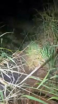 Polícia apreende 1,2 toneladas de maconha em Terra Roxa; um veículo também foi apreendido