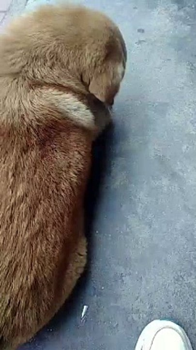 Street dogs