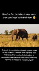 Fun Facts About Elephants "OMG-&-WTF"