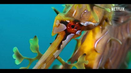 Os Nossos Oceanos | show | 2024 | Official Trailer