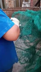 Carmen de Patagones: rescataron al puma que se había metido en el patio de una casa