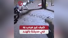ضيف غير مرحب به في حديقة بالهند