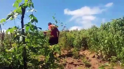 Zé preguiça o roubo da bolacha EPISÓDIO 3 Leia a descrição