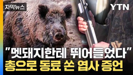 [자막뉴스] "멧돼지 쪽으로 뛰어들었다" 횡성에서 발생한 총기 사고 / YTN