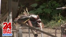 ONLINE EXCLUSIVE: Ilang alagang hayop, namatay bunsod ng epekto ng Bagyong Kristine sa Batangas; ilang sasakyan lubog sa baha | 24 Oras Weekend