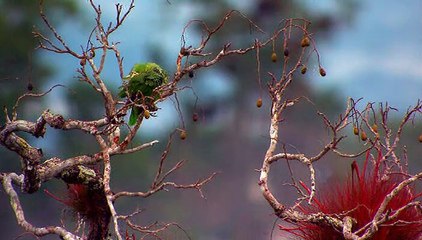 Sunrise Earth - Mayan Pyramid
