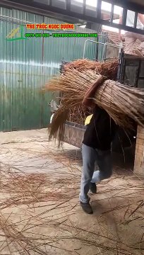 Nguyên Liệu Cây Guột Cập Bến: Bước Đột Phá Cho Dự Án Lợp Mái Nhà tại xưởng Tre trúc Ngọc Dương