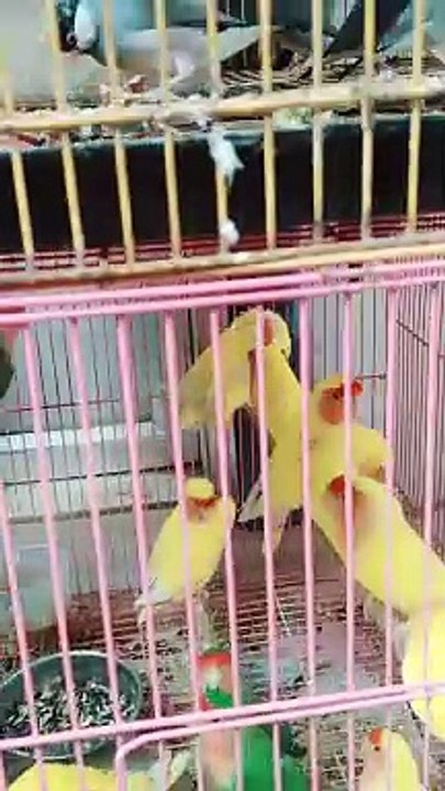 Birds 
