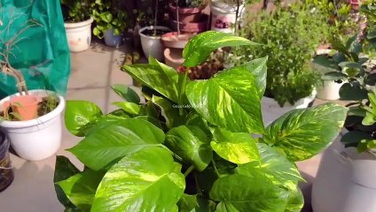 बरसात शुरू होते ही (Money Plant)की जड़ों में इस जादुई चीज को डाल दें जंगल की तरह हो जाएगा