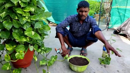 Money plant में डालो ये ₹2 की चीज हरयाली रोक नहीं पाओगे
