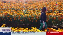 Cultivar la flor de cempasúchil en el clima extremo de Chihuahua es todo un reto