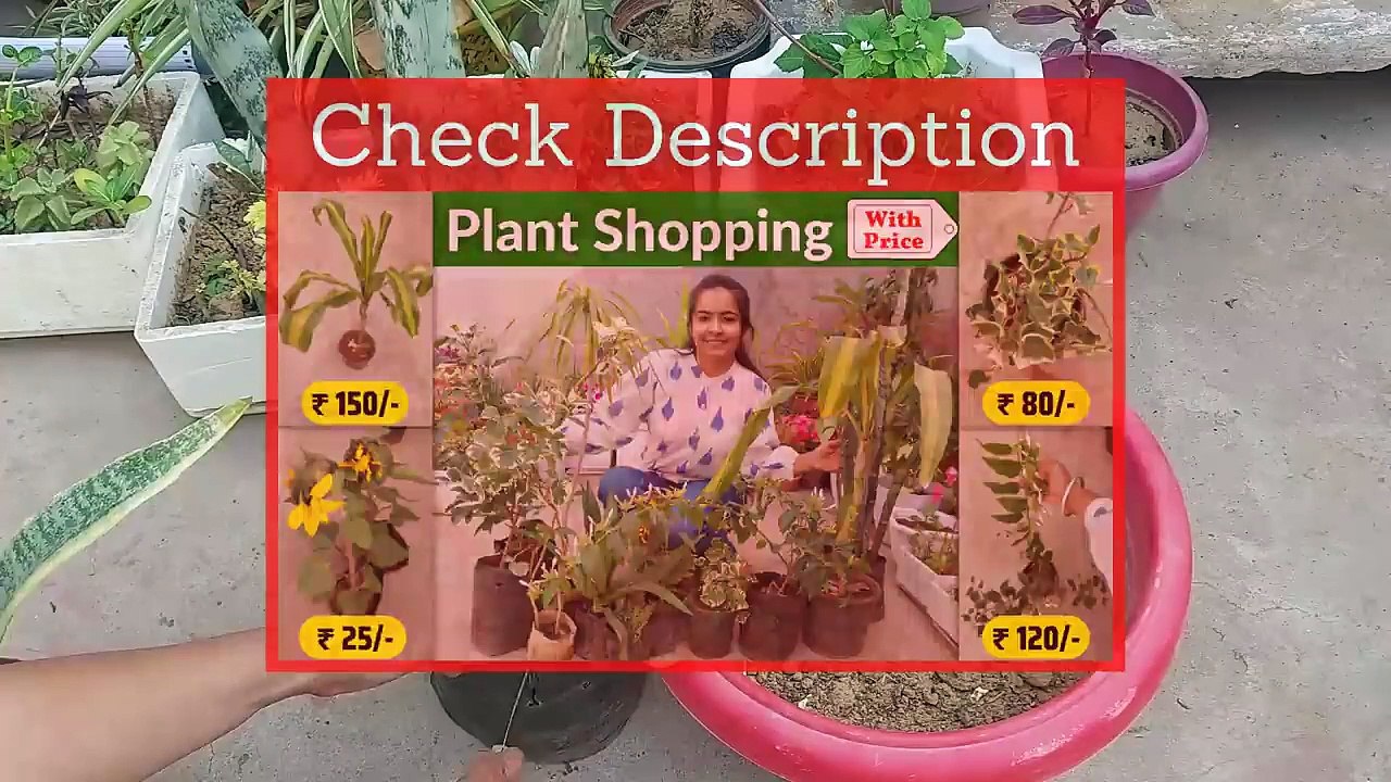 Snake Plant Complete Care and Propagation _ Grow Snake Plant