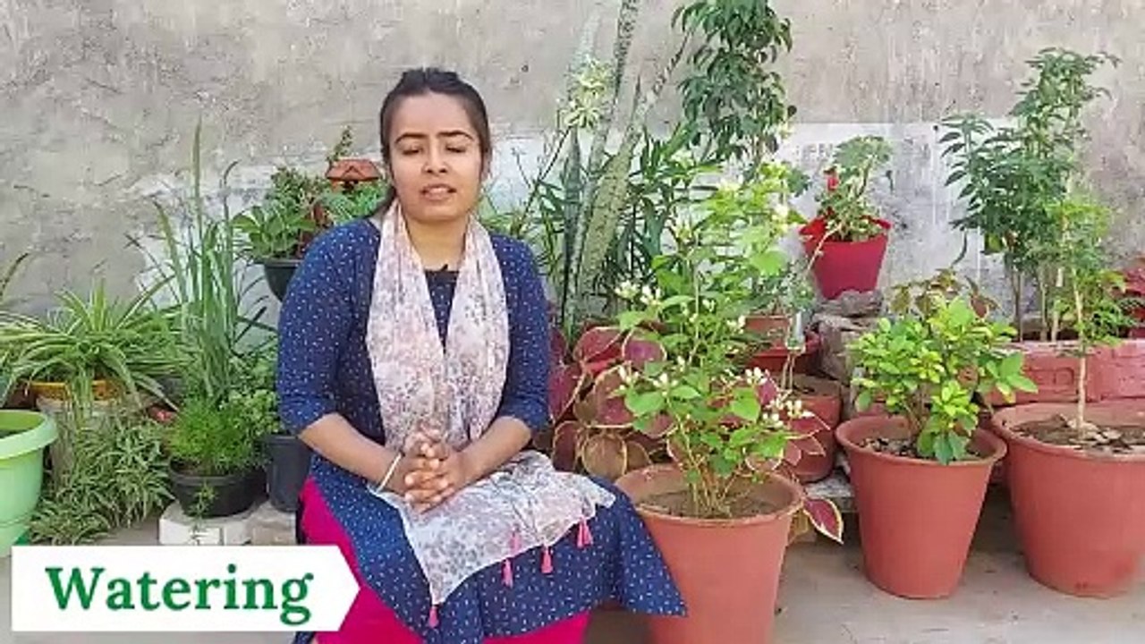 Mogra Plant Complete Care ｜ Get Maximum Flowers on Mogra Plant ｜ Grow Mogra (Arabian Jasmine) Plant