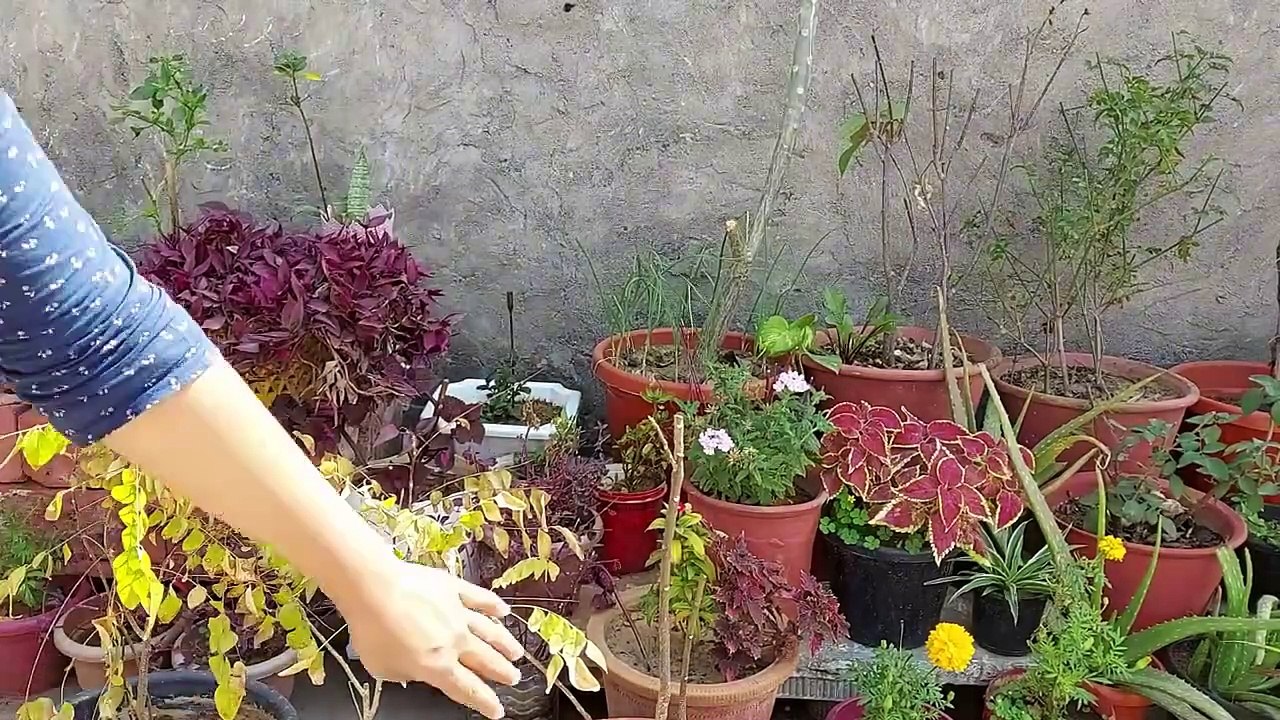 Curry Leaf Plant Care ｜ How to Make Curry Leaf Plant Bushy ｜ Grow Curry Leaves in Pot ｜ Kadi Patta