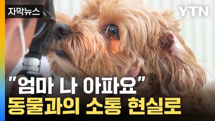 [자막뉴스] 유럽서 개발한 돼지 통역 AI...동물과 소통 머지 않았다 / YTN