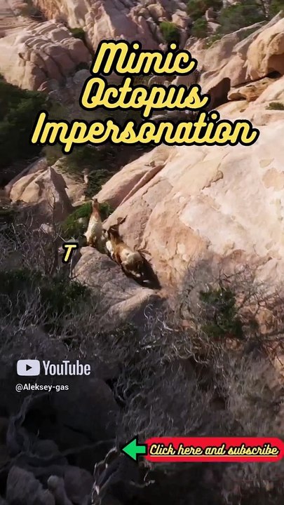 Animal Facts   Mimic Octopus Impersonation   #shorts