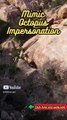Animal Facts   Mimic Octopus Impersonation   #shorts