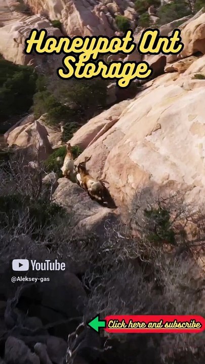 Animal Facts   Honeypot Ant Storage   #shorts