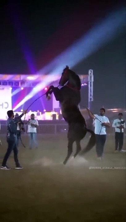 Horse lover's #plz_subscribe_my_channel