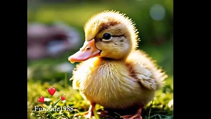 Baby duck stand on the human fingers.  Small animals