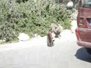 BASTON DE CHAT ==> by karim the king