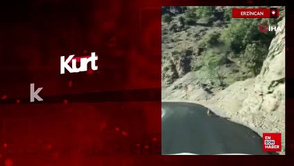 Erzincan'da kurt karayoluna indi