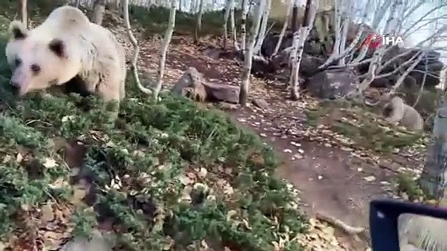 Burası Yellowstone değil, Türkiye... Aç ayılar araçlara saldırdı