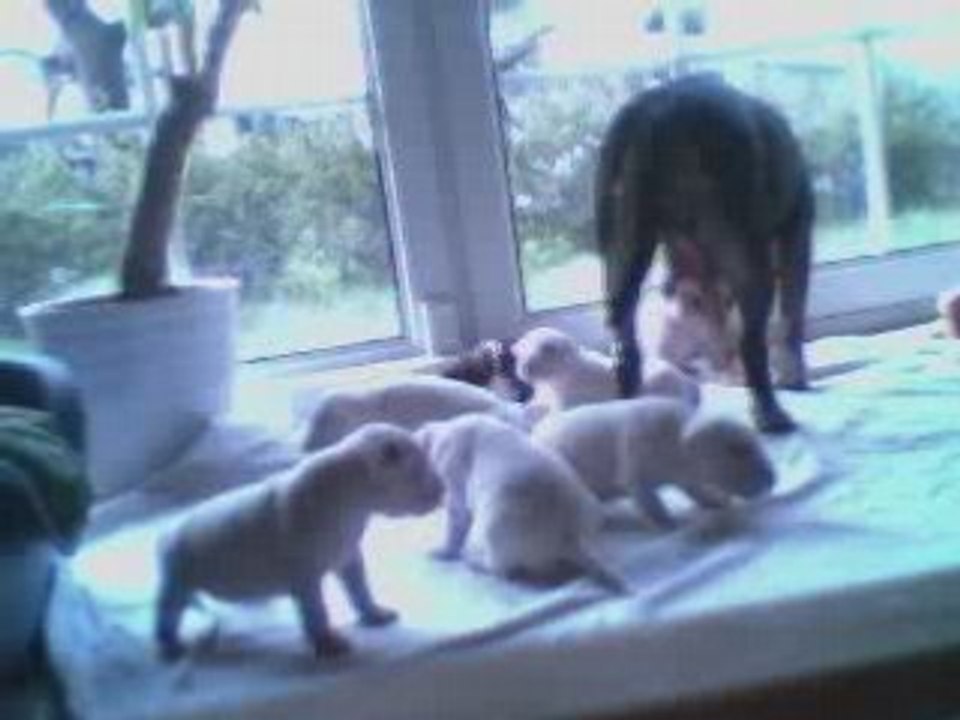 20080424 Chiots 20 jours