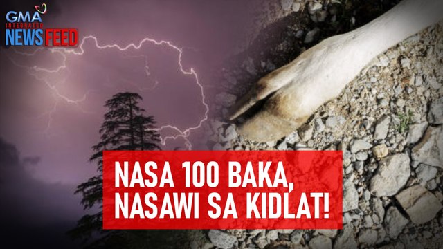 Nasa 100 baka, nasawi sa kidlat! | GMA Integrated Newsfeed