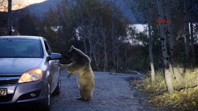 Aç kalan ayılar yiyecek için araçlara saldırıyor