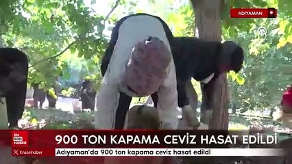 Adıyaman'da 900 ton kapama ceviz hasat edildi