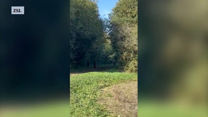 London Zoo’s flyaway parrots Lily and Margot found 60 miles away in Cambridgeshire