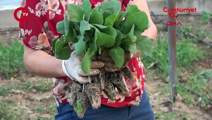 Düden Çayı'nın 'zehirli' suyu, seralardaki mahsulü kuruttu