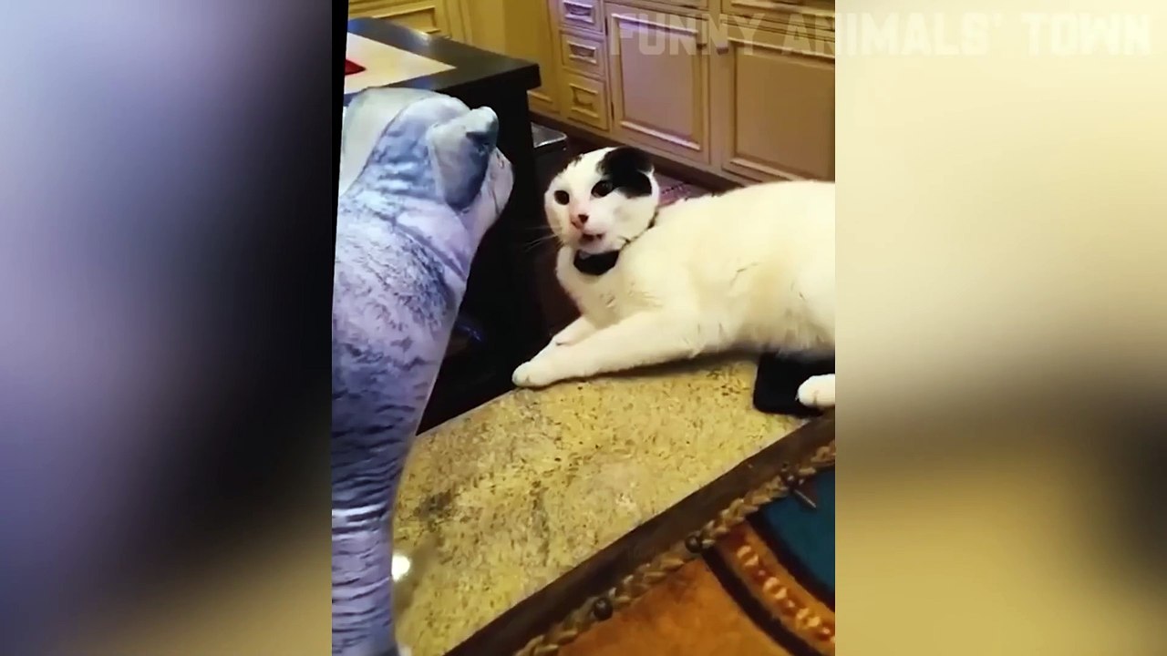 Funniest Cats and Dogs  _ Funny Animal Videos #35