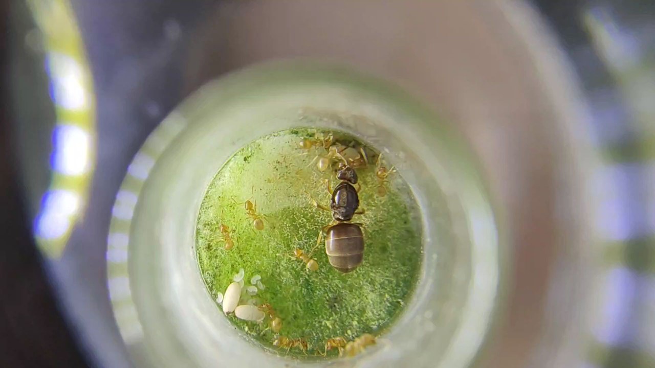 Lasius Flavus, reines , ouvrières+ couvains.