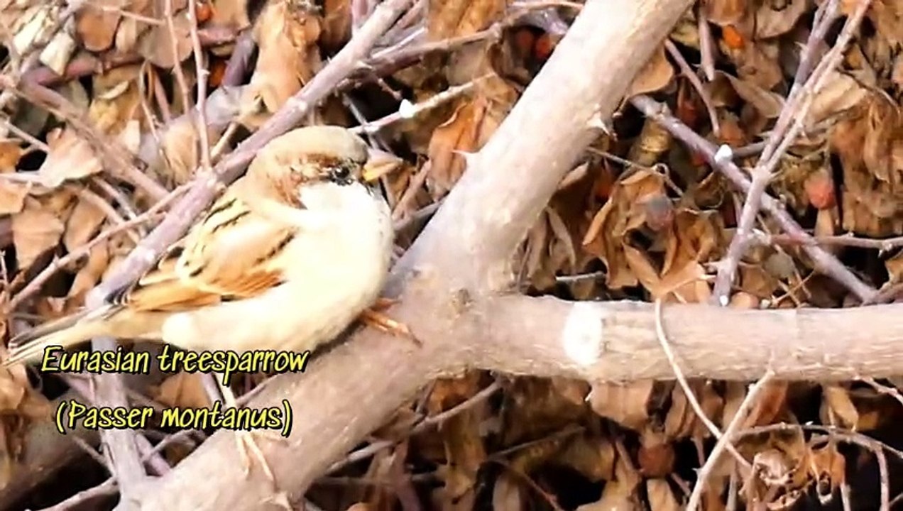Eurasian Treesparrow